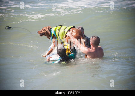 Huntington Beach, CA, USA. 28 Septembre, 2014. Une équipe gagne leur chien sur la planche à Surf City Surf Dog™ canine annuelle concours de surf. Les chiens de toutes tailles 'accrocher 20' qui s'affronteront dans quatre divisions de classe de poids, ainsi qu'un tandem de la chaleur. Ils sont jugés d'une variété de compétences, y compris la durée de leur trajet et leur confiance au conseil. Credit : Andie Mills/Alamy Live News Banque D'Images