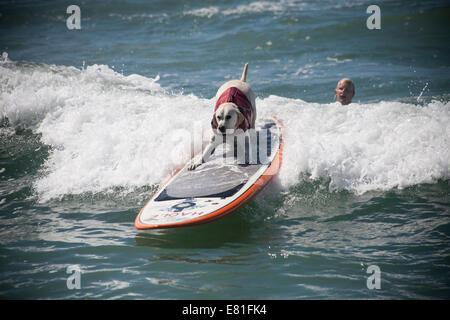 Huntington Beach, CA, USA. 28 Septembre, 2014. Un chien fait concurrence à Surf City Surf Dog™ canine annuelle concours de surf. Les chiens de toutes tailles 'accrocher 20' qui s'affronteront dans quatre divisions de classe de poids, ainsi qu'un tandem de la chaleur. Ils sont jugés d'une variété de compétences, y compris la durée de leur trajet et leur confiance au conseil. Credit : Andie Mills/Alamy Live News Banque D'Images