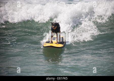 Huntington Beach, CA, USA. 28 Septembre, 2014. Un chien fait concurrence à Surf City Surf Dog™ canine annuelle concours de surf. Les chiens de toutes tailles 'accrocher 20' qui s'affronteront dans quatre divisions de classe de poids, ainsi qu'un tandem de la chaleur. Ils sont jugés d'une variété de compétences, y compris la durée de leur trajet et leur confiance au conseil. Credit : Andie Mills/Alamy Live News Banque D'Images