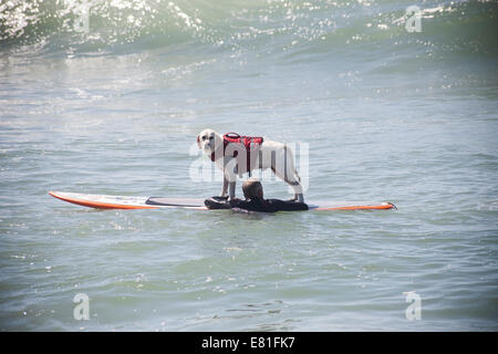 Huntington Beach, CA, USA. 28 Septembre, 2014. Un chien et son maître attendre une vague à Surf City Surf Dog™ canine annuelle concours de surf. Les chiens de toutes tailles 'accrocher 20' qui s'affronteront dans quatre divisions de classe de poids, ainsi qu'un tandem de la chaleur. Ils sont jugés d'une variété de compétences, y compris la durée de leur trajet et leur confiance au conseil. Credit : Andie Mills/Alamy Live News Banque D'Images