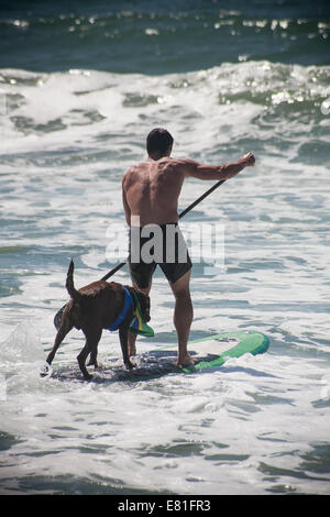 Huntington Beach, CA, USA. 28 Septembre, 2014. Un gestionnaire des pagaies son chien à Surf City Surf Dog™ canine annuelle concours de surf. Les chiens de toutes tailles 'accrocher 20' qui s'affronteront dans quatre divisions de classe de poids, ainsi qu'un tandem de la chaleur. Ils sont jugés d'une variété de compétences, y compris la durée de leur trajet et leur confiance au conseil. Credit : Andie Mills/Alamy Live News Banque D'Images