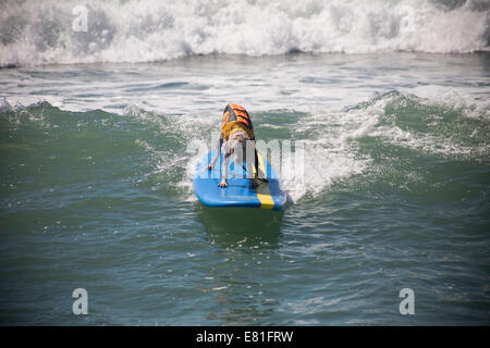 Huntington Beach, CA, USA. 28 Septembre, 2014. Un chien fait concurrence à Surf City Surf Dog™ canine annuelle concours de surf. Les chiens de toutes tailles 'accrocher 20' qui s'affronteront dans quatre divisions de classe de poids, ainsi qu'un tandem de la chaleur. Ils sont jugés d'une variété de compétences, y compris la durée de leur trajet et leur confiance au conseil. Credit : Andie Mills/Alamy Live News Banque D'Images