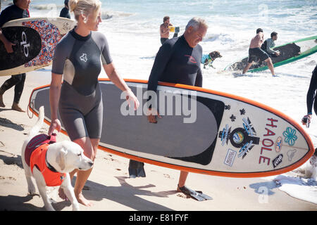 Huntington Beach, CA, USA. 28 Septembre, 2014. Les équipes de chiens de sortir de l'eau à Surf City Surf Dog™ canine annuelle concours de surf. Les chiens de toutes tailles 'accrocher 20' qui s'affronteront dans quatre divisions de classe de poids, ainsi qu'un tandem de la chaleur. Ils sont jugés d'une variété de compétences, y compris la durée de leur trajet et leur confiance au conseil. Credit : Andie Mills/Alamy Live News Banque D'Images