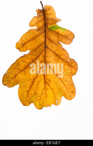 Automne feuilles chêne isolé sur fond blanc Banque D'Images