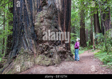 La Californie, Humboldt Redwoods State Park, l'Avenue des Géants Banque D'Images