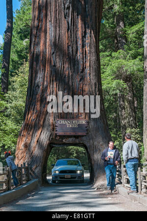 La Californie, Leggett, lustre Arbre, conduire à travers arbre, séquoia géant de 315 pieds de haut Banque D'Images