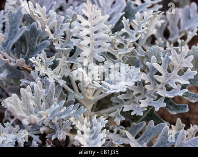 Cineraria silver Banque D'Images