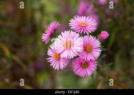 Asters roses dans une frontière. Banque D'Images