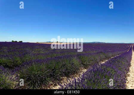 Champ de lavande (Lavandula angustifolia), Valensole, Alpes de Haute Provence, Provence-Alpes-Côte d'Azur, France Banque D'Images