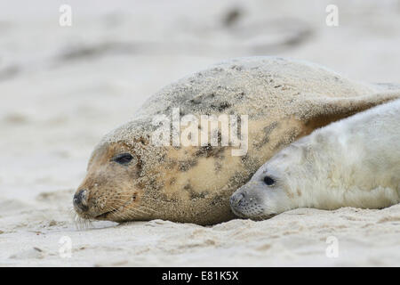 Les Phoques gris (Halichoerus grypus), mère et petit, Helgoland Düne, Schleswig-Holstein, Allemagne Banque D'Images