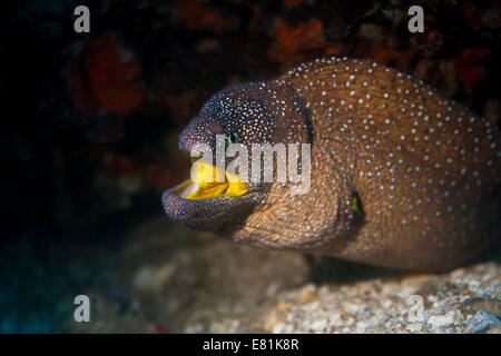 Gymnothorax nudivomer Yellowmouth (Moray), golfe d'Oman, Oman Banque D'Images