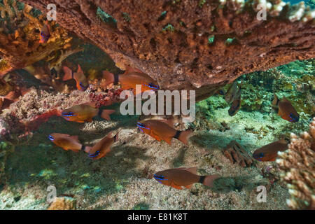 Ring-tailed Kauderni (Apogon aureus), golfe d'Oman, Oman Banque D'Images