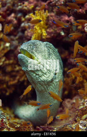 Gymnothorax nudivomer Yellowmouth (Moray), golfe d'Oman, Oman Banque D'Images