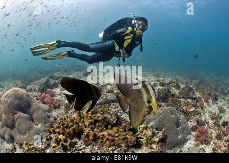 Scuba Diver ou platax Teira avec petit platax Platax teira (), golfe d'Oman, Oman Banque D'Images