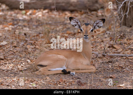 Impala (Aepyceros melampus), les jeunes, le parc national de South Luangwa, en Zambie Banque D'Images