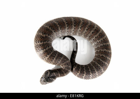 Death Adder commun (Acanthophis antarcticus) Banque D'Images