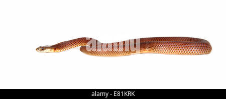 King Brown commun (Pseudechis australis) Banque D'Images