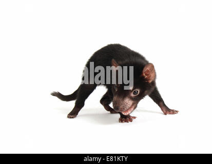 Diable de Tasmanie (Sarcophilus harrisii), Joey Banque D'Images