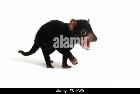 Diable de Tasmanie (Sarcophilus harrisii), Joey Banque D'Images