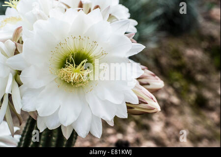 Reine de la nuit (Selenicereus Grandiflorus cactus), Costa Brava, Espagne Banque D'Images