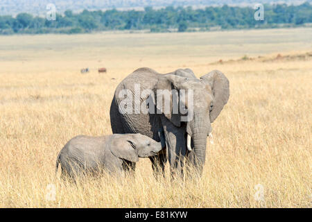 L'éléphant africain (Loxodonta africana), vache et son veau, Masai Mara, Kenya Banque D'Images