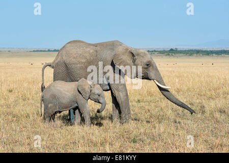 L'éléphant africain (Loxodonta africana), vache et son veau, Masai Mara, Kenya Banque D'Images