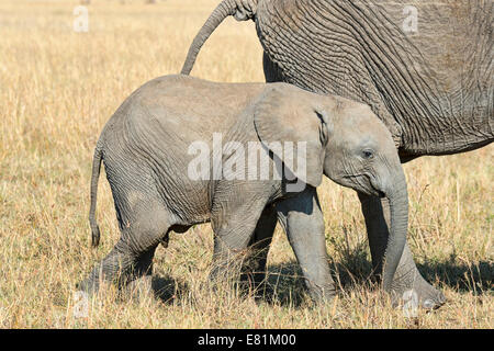 L'éléphant africain (Loxodonta africana), veau, Masai Mara, Kenya Banque D'Images