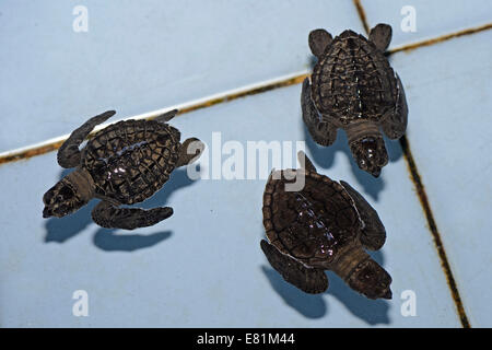 Tortues olivâtres (Lepidochelys olivacea) petits, environ un mois, l'élevage, Bali, Indonésie Banque D'Images