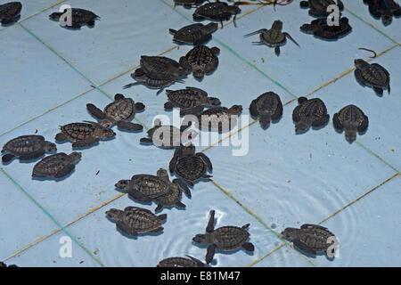 Tortues olivâtres (Lepidochelys olivacea) petits, environ un mois, l'élevage, Bali, Indonésie Banque D'Images