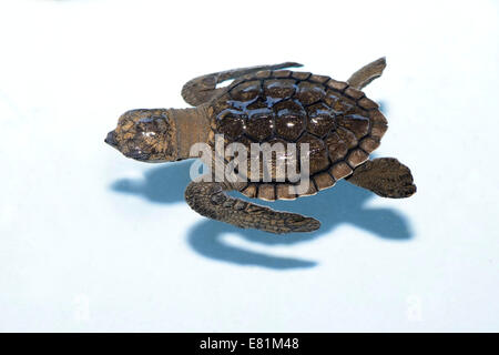 Tortues olivâtres (Lepidochelys olivacea), de poussins, d'environ un mois, l'élevage, Bali, Indonésie Banque D'Images