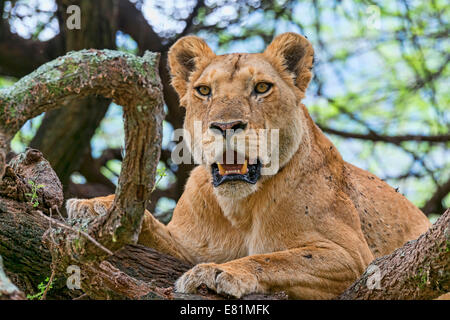 Lioness (Panthera leo) sur l'arbre, Tanzanie Banque D'Images
