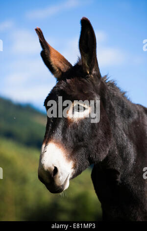 Âne, half-breed, portrait, Tyrol du Nord, Autriche Banque D'Images