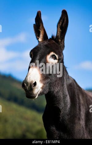 Âne, half-breed, portrait, Tyrol du Nord, Autriche Banque D'Images