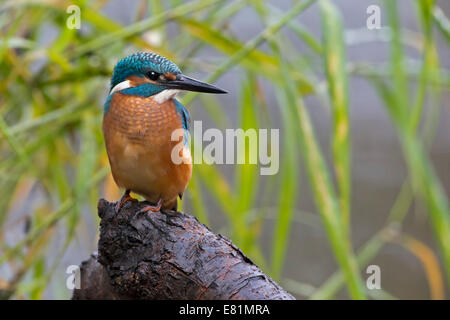 Kingfisher (Alcedo atthis), jeune oiseau au milieu de l'habitat, de l'Elbe, Saxe-Anhalt, Allemagne Banque D'Images