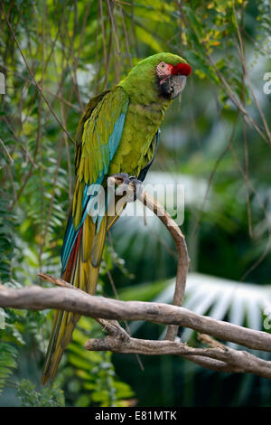 Grand ara vert (Ara ambiguus), Bali, Indonésie Banque D'Images