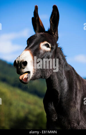 Âne, half-breed, hennissement, portrait, Tyrol du Nord, Autriche Banque D'Images