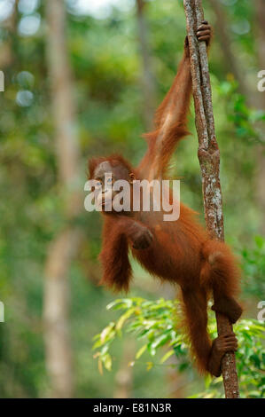 Orang-outan (Pongo pygmaeus), les jeunes, le parc national de Tanjung Puting, centre de Kalimantan, Bornéo, Indonésie Banque D'Images