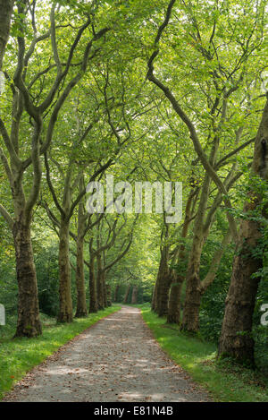 L'Avenue des platanes (Platanus) près de Konstanz, Baden-Württemberg, Allemagne Banque D'Images