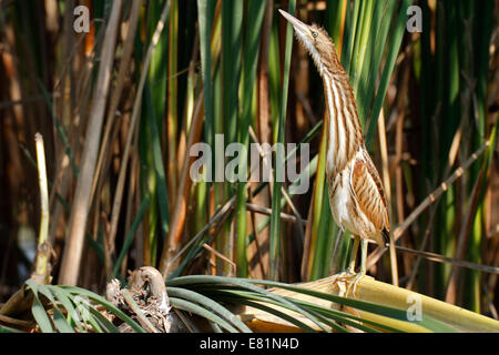 Blongios nain (Ixobrychus minutus), jeune oiseau, Lac, Kühnau Dessau-Rosslau, Saxe-Anhalt, Allemagne Banque D'Images