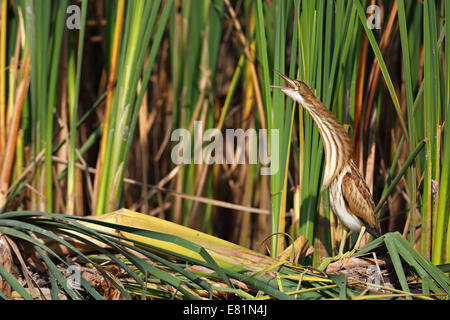 Blongios nain (Ixobrychus minutus), oiseau juvénile régurgiter à la Reed, bord du lac, Dessau-Rosslau Kühnauer Voir Banque D'Images