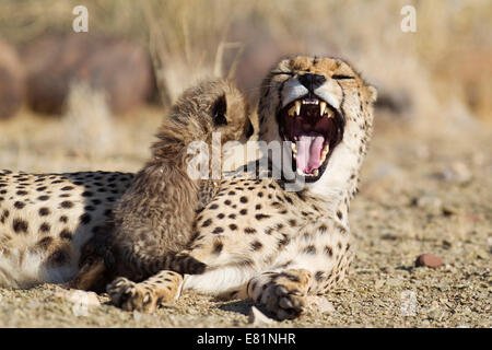 Le Guépard (Acinonyx jubatus), homme cub, 41 jours, en regardant sa mère, bâillements, la Namibie en captivité Banque D'Images