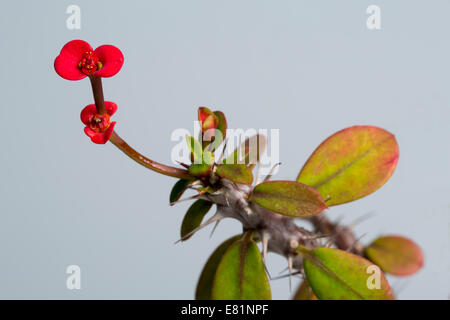 Couronne d'Épines Euphorbia milii. une plante succulente de Madagascar, et une plante populaire. Le rouge "fleur" est en fait une paire de bractées. Banque D'Images