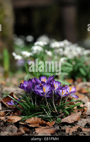 Floraison de Crocus dans un environnement boisé avec perce-neige derrière UK Banque D'Images