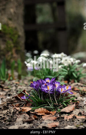 Floraison de Crocus dans un environnement boisé avec perce-neige derrière UK Banque D'Images