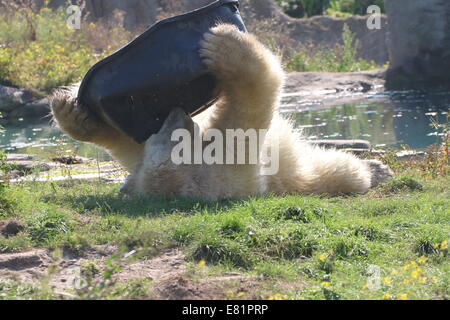 L'ours polaire (Ursus maritimus) jouant avec une baignoire en plastique noir sur la tête, tout en se trouvant sur son derrière Banque D'Images
