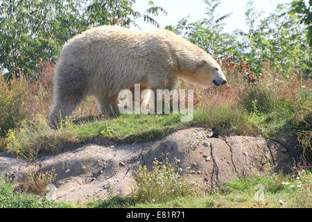 Mâle Ours polaire (Ursus maritimus) Balade en paysage d'été. Banque D'Images