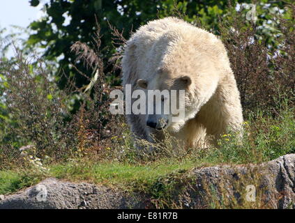 L'ours polaire (Ursus maritimus) dans un cadre naturel en été Banque D'Images