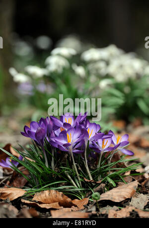 Floraison de Crocus dans un environnement boisé avec perce-neige derrière UK Banque D'Images