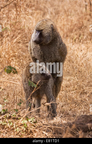 Un couple de babouins Olive (Papio anubis) l'accouplement. Photographié au Kenya Banque D'Images