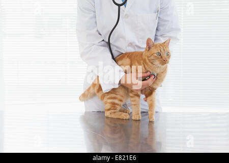 Un contrôle vétérinaire chats heartbeat Banque D'Images